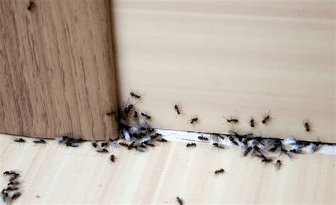 床座高度 家裡有螞蟻原因